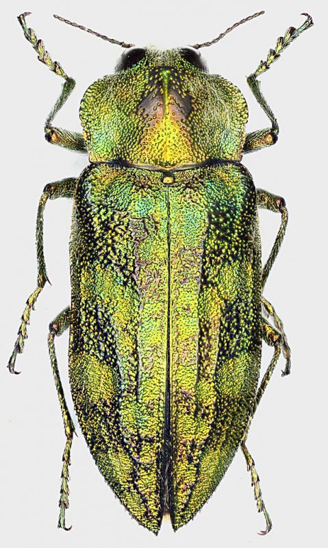 Chalcopoecila_ornatissima_Argentina_Catamarca_Punta_de_Balasto_II_2014_17mm_grey.jpg