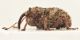 Trichosirocalus-horridus-lat-WEB.jpg