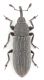 Mecinus barbarus-up-WEB.jpg