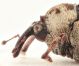 Eucoeliodes-mirabilis-dettaglio.jpg
