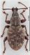 Otiorhynchus (Satnalistus) duinensis up male.jpg