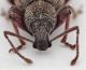 Otiorhynchus (Satnalistus) duinensis front male.jpg