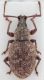 Otiorhynchus (Satnalistus) duinensis up female.jpg