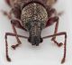 Otiorhynchus (Satnalistus) duinensis front female.jpg