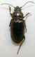 carab19a.jpg