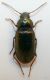 carab19b.jpg