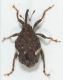 Microplonthus nigrovittatus A.jpg