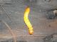 larva piatta1 ento it 1.jpg
