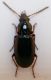 carab20-5.jpg