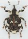 Hadroplontus-trimaculatus-up-WEB.jpg
