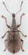 Metacinops-rhinomacer-up-WEB.jpg