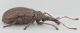 Metacinops-rhinomacer-lat-WEB.jpg