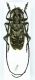 Monochamus Moravie 17 mm (2).jpg