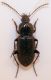 carab21-2.jpg