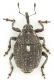 Glocianus-distinctus-up-WEB.jpg
