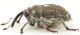 Glocianus-distinctus-lat-WEB.jpg
