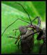 Rhynocoris bipustulatus (f.nigripennis)13.jpg
