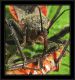 Rhynocoris 2.jpg