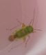 miridae.jpg