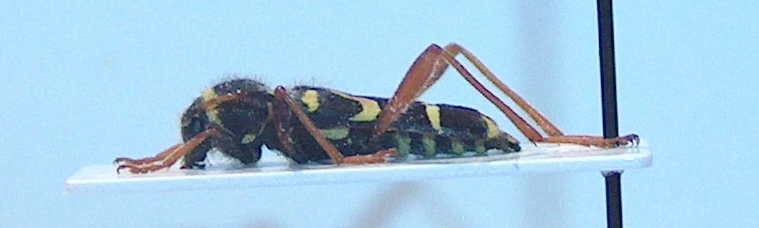 Clytus 21-III-2010_b.jpg