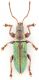 Phyllobius-sp-Turchia-up-web.jpg