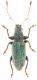 Polydrusus-calabricus-up-WEB.jpg