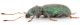 Polydrusus calabricus-lat-WEB.jpg