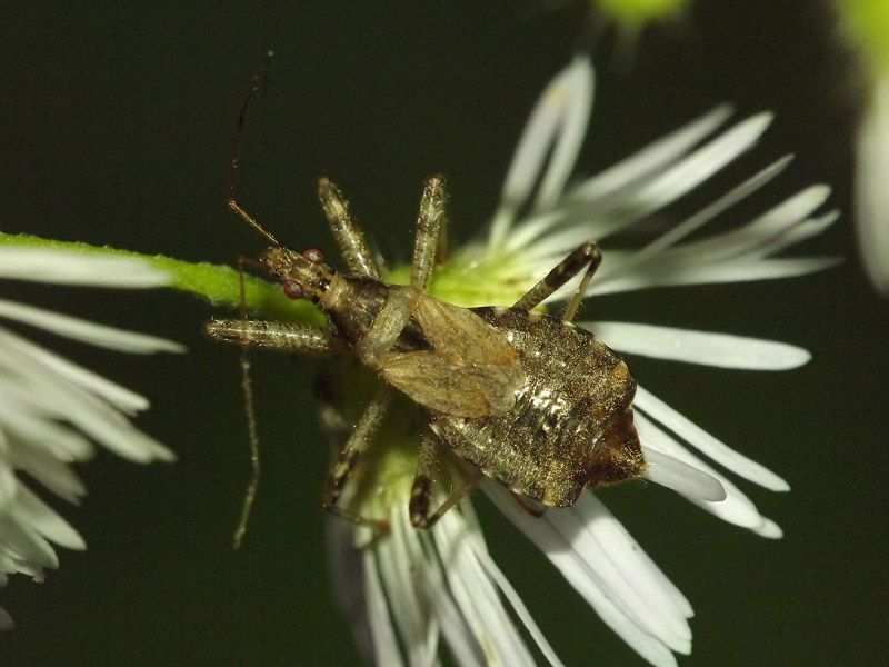 Himacerus sp 1.jpg