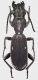 Anthia_aequilatera_Zambia_Mangu_VI-2014_24mm_grey.jpg