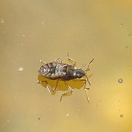 Microvelia pygmaea3.jpg