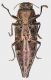 Lamprodila_apicalis_Malaysia_Pahang_Gunung_Jasar_V-2014_13mm_grey.jpg