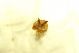 DSC05854.jpg