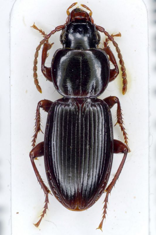 Pterostichus (Sinosteropus).JPG