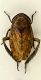 cicaletta n1.JPG