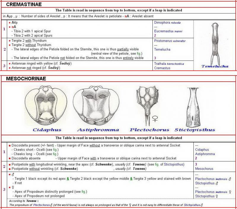 CREMASTINAE + MESOCHORINAE - Clé + Images - Image (Mesochorinae remaniée).jpg