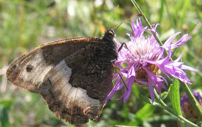 Hipparchia sp. 20-08-2011 Val Borbera q.1200 a.jpg