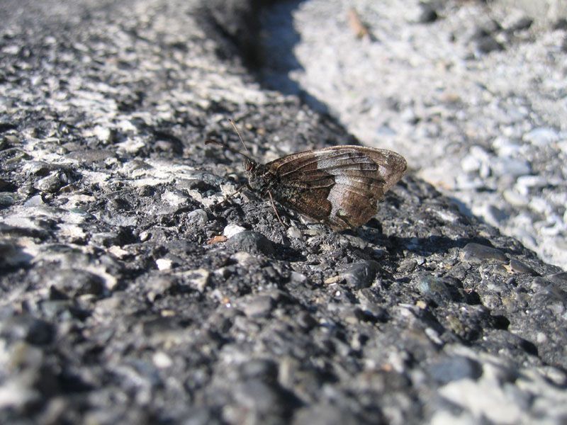 Hipparchia sp. 20-08-2011 Val Borbera.jpg