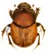 Onthophagus 2 (Verona).jpg