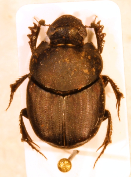 Onthophagus 1 (Duino).jpg