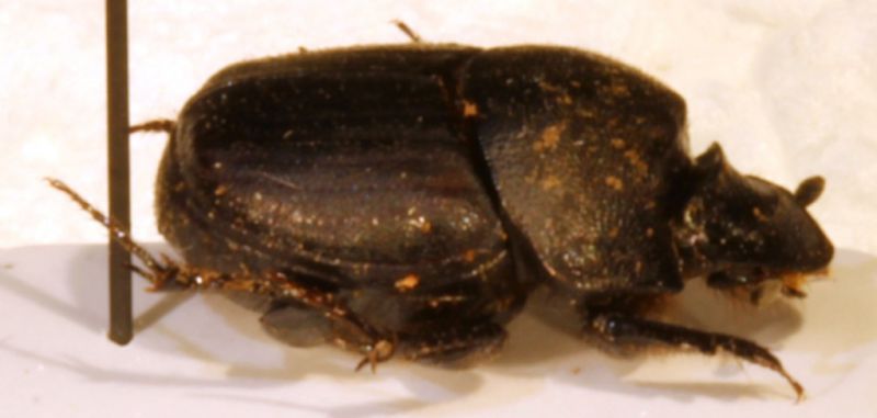 Onthophagus 1a (Duino).jpg