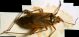 miridae_7_cala_mesquida_140414.jpg