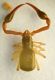 zz Pseudoscorpione 4.JPG