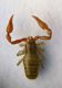 zz Pseudoscorpione 5.JPG