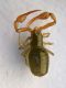 zz Pseudoscorpione 6.JPG