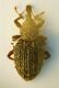 zz curculio vaglio 2.JPG