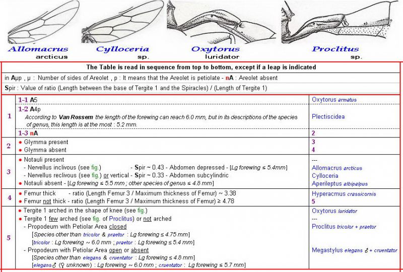 MICROLEPTINAE - Clé + Images - Image.jpg