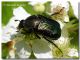 Gnorimus nobilis, Montenegro, Monte Lovcen, 26.VI.2008.jpg
