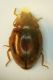 Coccinellide n1.JPG