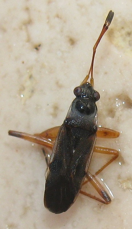 lygaeidae.jpg