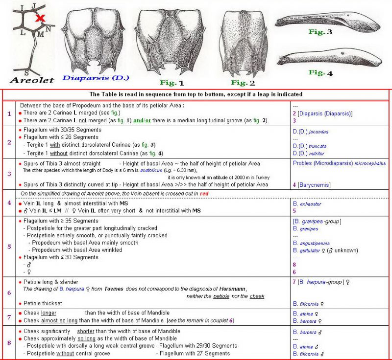 TERSILOCHINAE - Clé + Images - Image.jpg